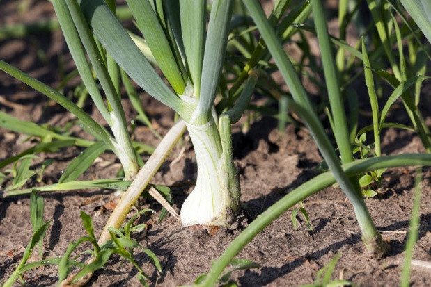 Areał upraw cebuli w Rosji zmniejszył się o 1/4 w ciągu 10 lat; fot. shutterstock.com Areał upraw cebuli w Rosji zmniejszył się o 1/4 w ciągu 10 lat
