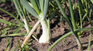 Areał upraw cebuli w Rosji zmniejszył się o 1/4 w ciągu 10 lat