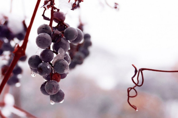 Zachodniopomorskie: zebrano winogrona na wino lodowe