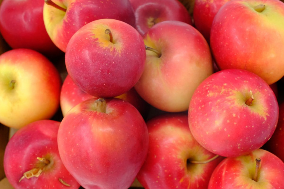 Koniec zapasów jabłek Gala na Ukrainie. Jak to wpłynie na rynek?