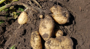 5 nowych odmian ziemniaka w Krajowym rejestrze