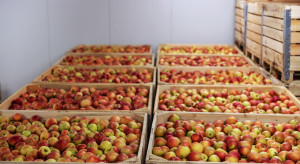 Przechowalnictwo jabłek – choroby grzybowe