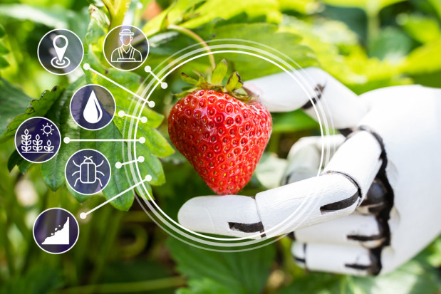 Popularność zdobywają technologie do precyzyjnego rolnictwa, roboty do zbioru szparagów, truskawek, jabłek/ fot. shutterstock Cogeca: Nowe technologie będą miały większy wpływ na produkcję rolniczą