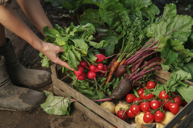 MRIRW o trudnej sytuacji producentów warzyw: muszą wzmacniać swoją pozycję/ fot. shutterstock.com MRIRW o trudnej sytuacji producentów warzyw: muszą wzmacniać swoją pozycję