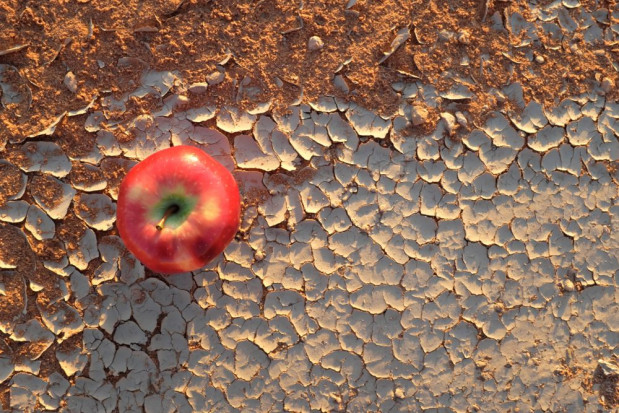 Czy za 80 lat Polska będzie owocowym eldorado/ fot. shutterstock Zmiany klimatu postępują – co nas czeka w XXI wieku?