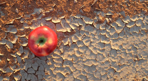 Zmiany klimatu - czy za 80 lat Polska będzie owocowym eldorado?