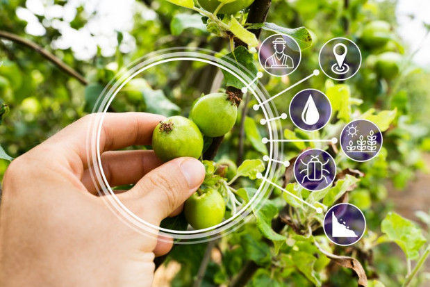 Nowoczesne technologie coraz śmielej wkraczają do sadownictwa/ fot. shutterstock Nowoczesne technologie stają się coraz popularniejsze w sadownictwie