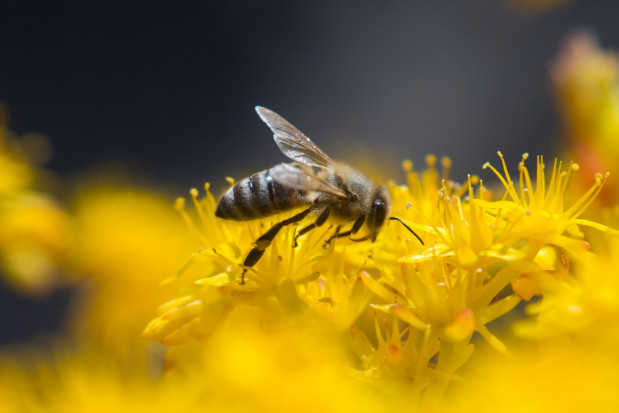 450 tys. zł przeznaczył zarząd województwa małopolskiego na działania związane z ochroną pszczół /fot. shutterstock.com Małopolska: 450 tys. zł na działania związane z ochroną pszczół