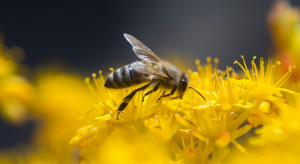 Małopolska: 450 tys. zł na działania związane z ochroną pszczół