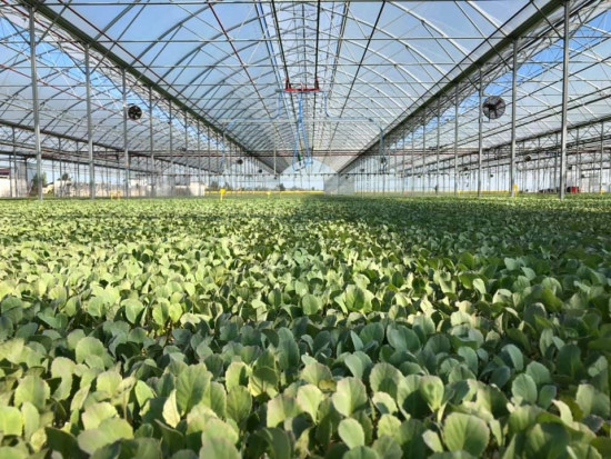 Jakie technologie wykorzystuje GPR Krasoń przy produkcji rozsad?/ fot. Fb GPR Krasoń Jak przebiega produkcja rozsad w grupie Krasoń?