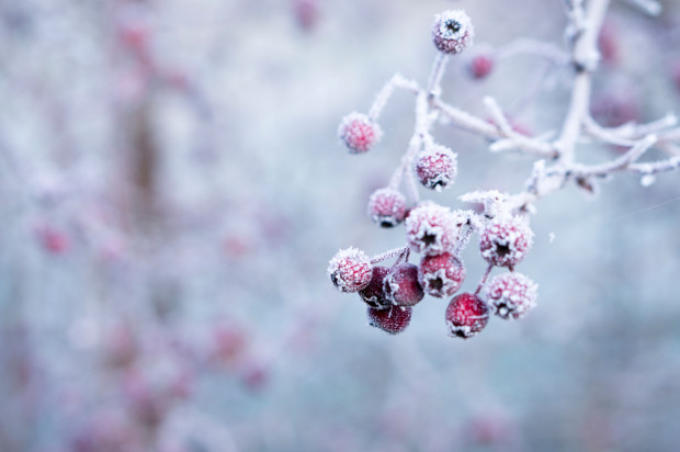 W weekend śnieg spadnie w całym kraju; fot. unsplash.com IMGW: opady śniegu i gęste mgły; ślisko na drogach, najzimniej -11 st.C