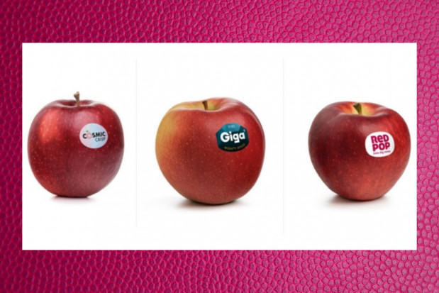 RedPop®, Cosmic Crisp®, Giga®; fot. VOG Włosi wprowadzili do uprawy 3 nowe odmiany jabłek