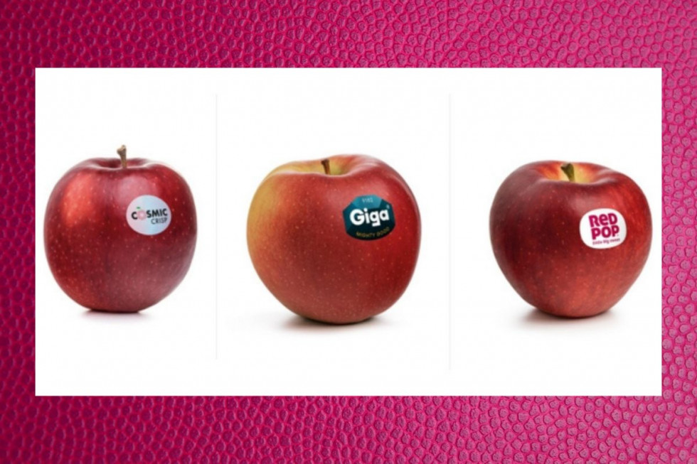 Włosi wprowadzili do uprawy 3 nowe odmiany jabłek