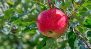 Niestabilna produkcja jabłek na Węgrzech – jakie przyczyny?