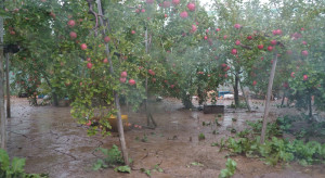 Chile: Deszcz i grad spowodowały poważne szkody w sektorze owoców