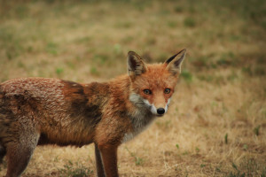 Mazowieckie: Potwierdzono drugi przypadek wścieklizny u lisa