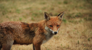 Mazowieckie: Potwierdzono drugi przypadek wścieklizny u lisa