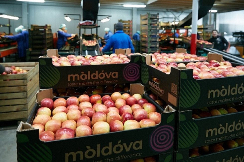Mołdawskie jabłka "rozpychają się" na europejskim rynku