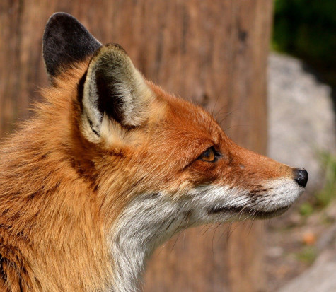 Problem wścieklizny wydawał się od dawna zażegnany/ fot. pixabay Mazowiecki Lekarz Weterynarii: jeśli wykryliśmy dwa przypadki wścieklizny, to jest ich więcej