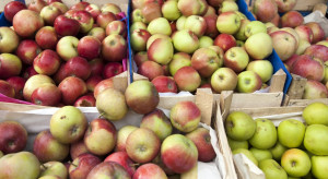 Bronisze: Duża podaż jabłek, nie brakuje kupujących. Jakie ceny?