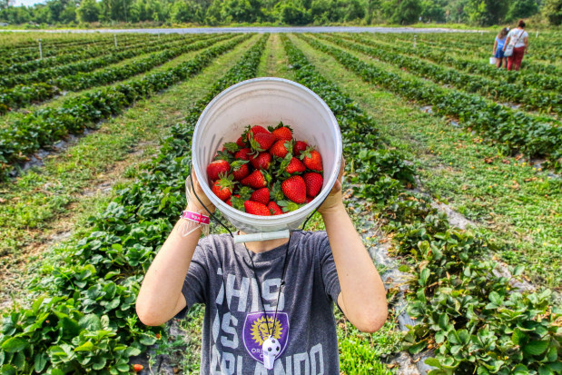 W ubiegłym roku w Mołdawii zasadzono około 97 hektarów nowych plantacji truskawek; fot. unsplash.com Mołdawia stawia na uprawę truskawek