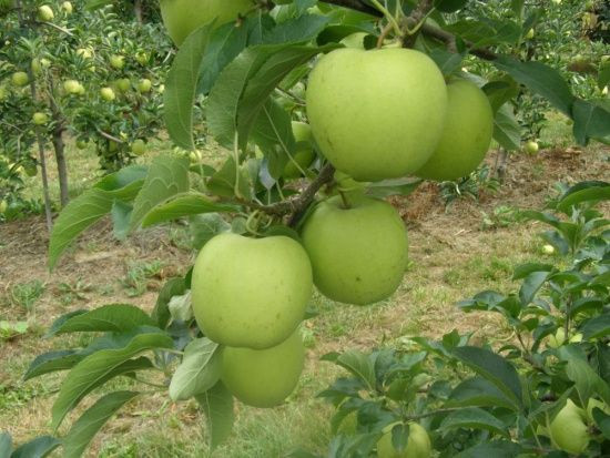 Jakie odmiany jabłoni wybrać do sadu ekologicznego?