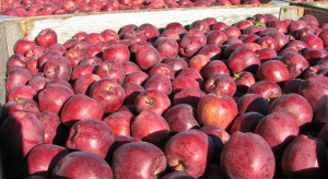 Ceny jabłek na sortowanie: Rośnie zainteresowanie Glosterem