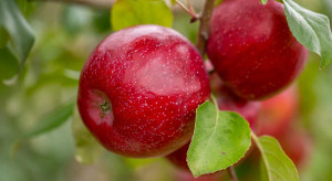 Triumph - nowa parchoodporna odmiana jabłoni wyselekcjonowana w USA