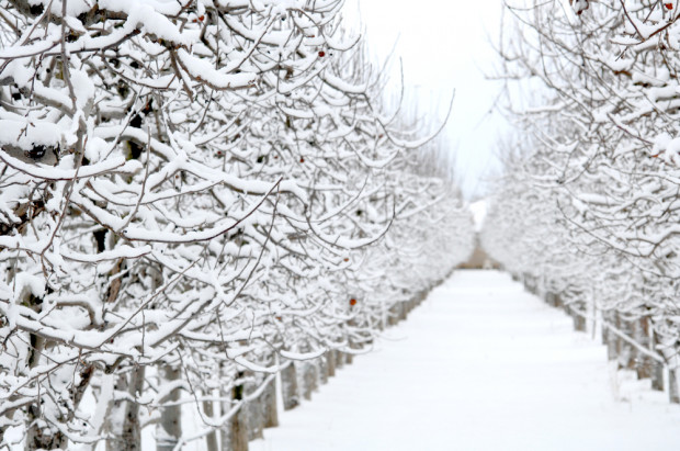 Zgodnie z prognozami IMGW mimo stabilizacji pogody w najbliższych dniach nie należy spodziewać się ocieplenia./fot. shutterstock.com Zima szybko nie odpuści, ujemne temperatury do przyszłego tygodnia