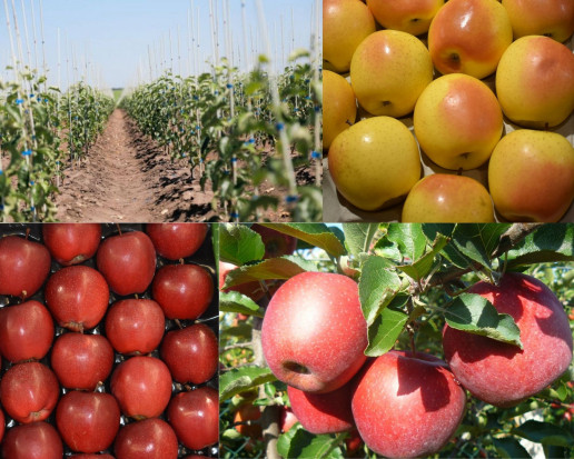 Top 5 najpopularniejszych odmian jabłoni w sezonie 2020/21