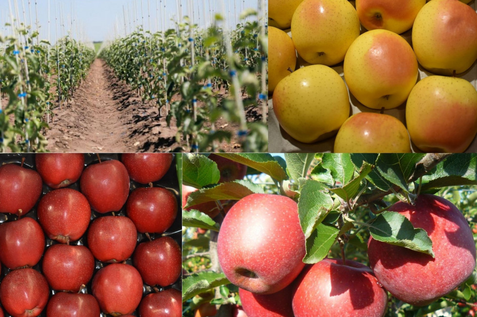 Top 5 najpopularniejszych odmian jabłoni w sezonie 2020/21