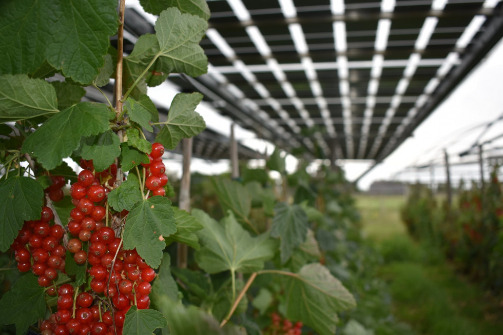 Panele słoneczne a uprawa jagodowych: lepsza jakość dzięki stabilnemu klimatowi