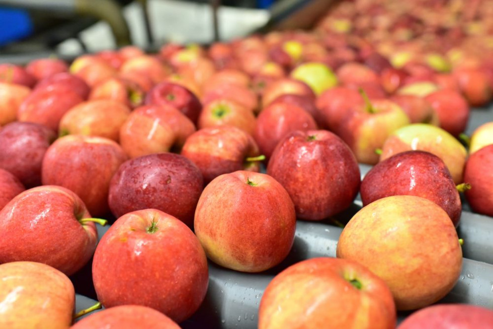 Rosja znosi zakaz importu jabłek od 27 azerbejdżańskich firm