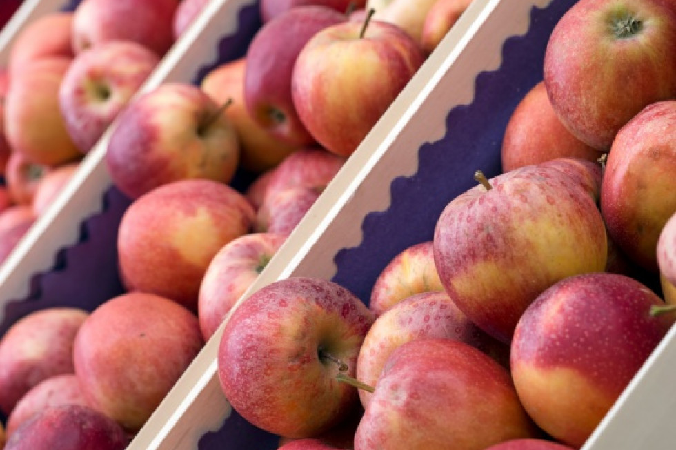 Fruit-Group: To był najlepszy styczeń w sprzedaży jabłek od lat