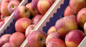 Fruit-Group: To był najlepszy styczeń w sprzedaży jabłek od lat