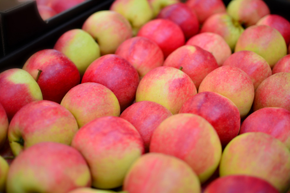 Włosi wyeksportowali pierwszy kontener jabłek do Tajwanu