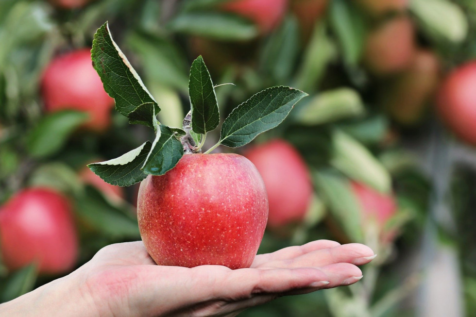 Jedzenie jabłek może zmniejszyć ryzyko zachorowania na Alzheimera