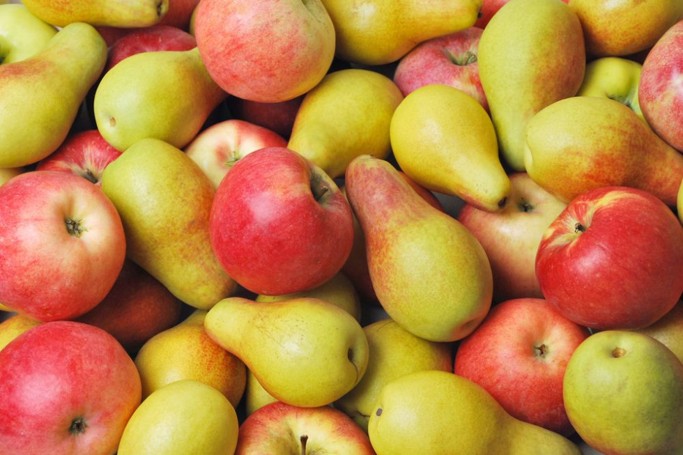 Belgijskie zapasy owoców: mniej jabłek, więcej gruszek
