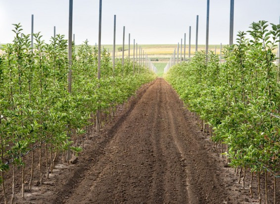 zwolnienie z podatku od czynności cywilnoprawnych sprzedaży własności gruntów ma charakter warunkowy/ fot. shutterstock.com Kiedy umowa sprzedaży gruntów jest zwolniona z podatku od czynności cywilnoprawnych ?