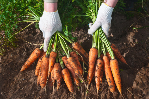 Do 2030 r. uprawy ekologiczne powinny osiągnąć poziom 25 proc. udziału w całości europejskich gruntów rolnych; fot. shutterstock.com UE chce ekologicznych upraw, polscy rolnicy - niekoniecznie