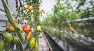 ToBRFV okaże się poważnym problemem dla plantatorów w Polsce?