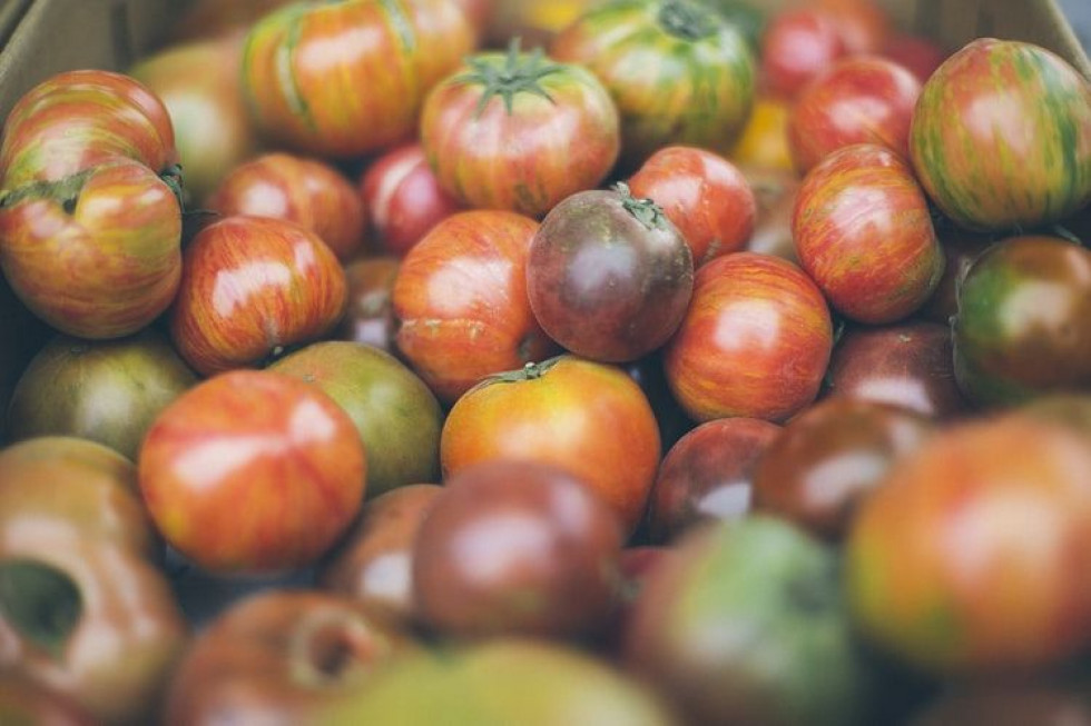 Kwitnie eksport pomidorów z Chin do Włoch, mimo doniesień o pracy przymusowej