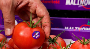 Spór o pomidory "Malinowy Król" zakończy się w sądzie?