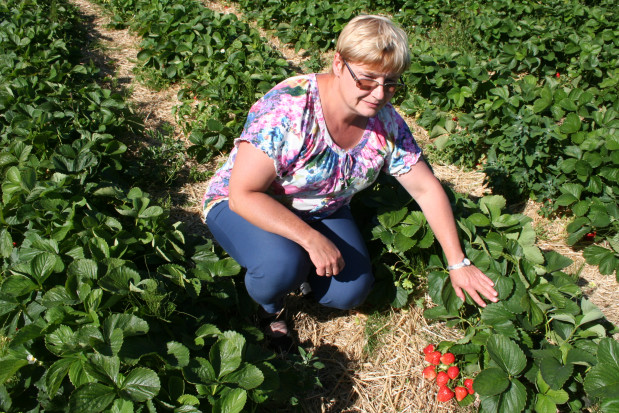 dr hab. Agnieszka Masny (prof. IO), kierownik projektu QualityBerry/ fot. materialy prasowe QualityBerry - projekt IO mający na celu poprawę jakości owoców jagodowych