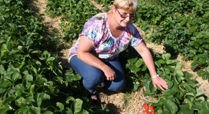 QualityBerry - projekt IO mający na celu poprawę jakości owoców jagodowych
