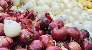 Ukraina: Rekordowy eksport cebuli