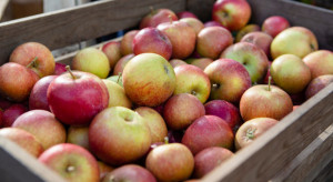 Jakie ceny jabłek i gruszek na Broniszach?