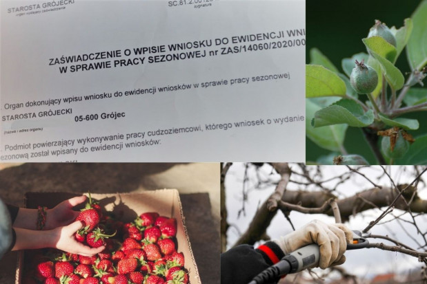 Zapotrzebowanie na pracowników w rejonie grójeckim jest już dosyć wysokie/fot.mat.redakcji; shutterstock Jak przebiega wydawanie zezwoleń na pracę sezonową w UP w Grójcu?