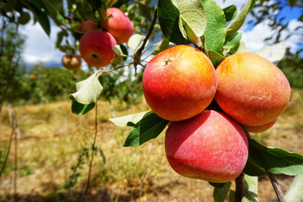 WAPA: lekki wzrost produkcji jabłek na półkuli południowej