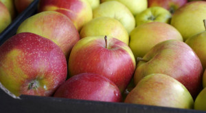Zaświadczenia o braku GMO w produkcie - wymóg dla eksporterów jabłek do Indii